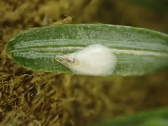 Chionaspis pinifoliae