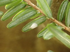 Chionaspis pinifoliae