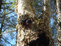 Inonotus obliquus sterilis