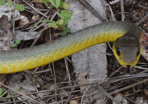 Common Tree Snake sighting