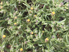 Amblyopappus pusillus