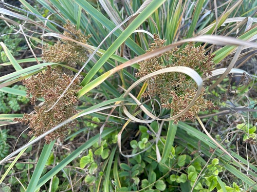 Cyperus javanicus observed 2024-03-01