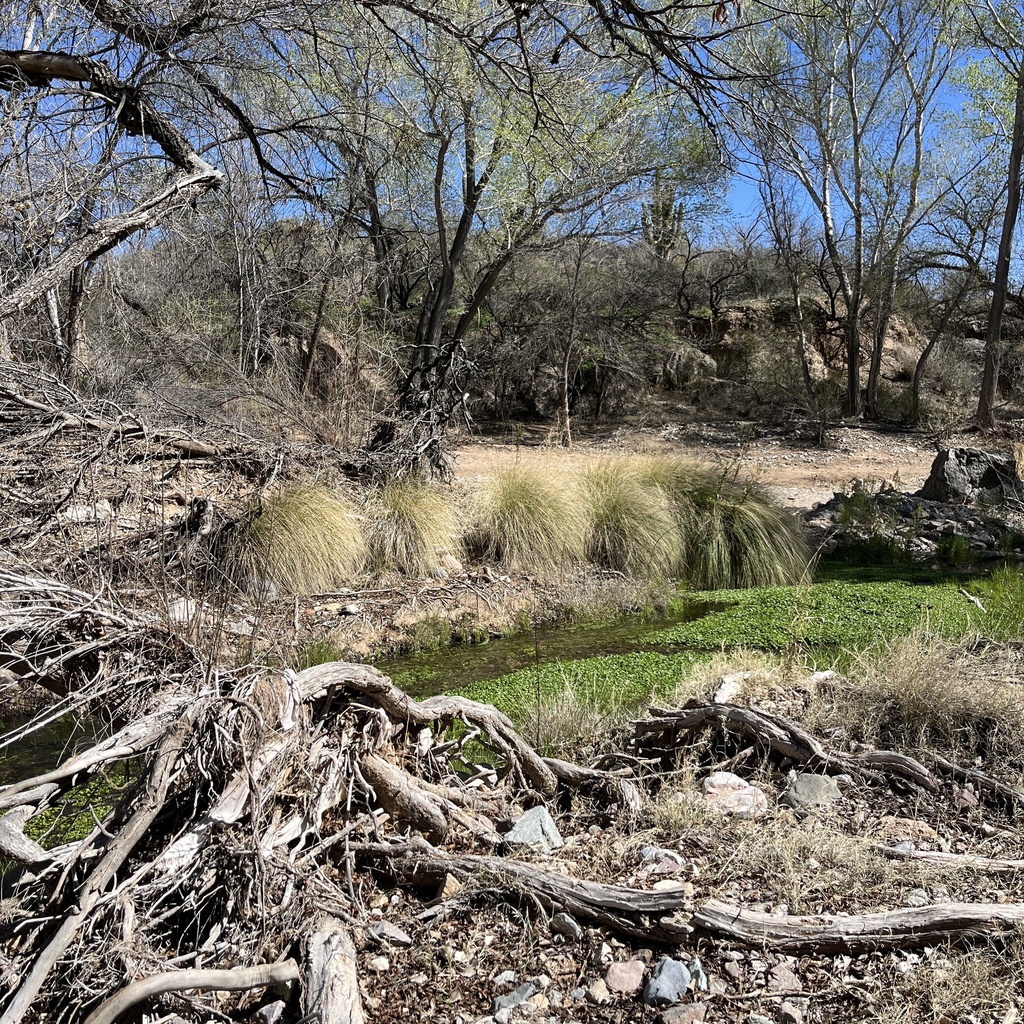 deergrass from Cienega Creek, Vail, AZ, US on March 2, 2024 at 01:16 PM ...