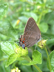 Satyrium favonius