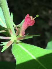Triosteum perfoliatum