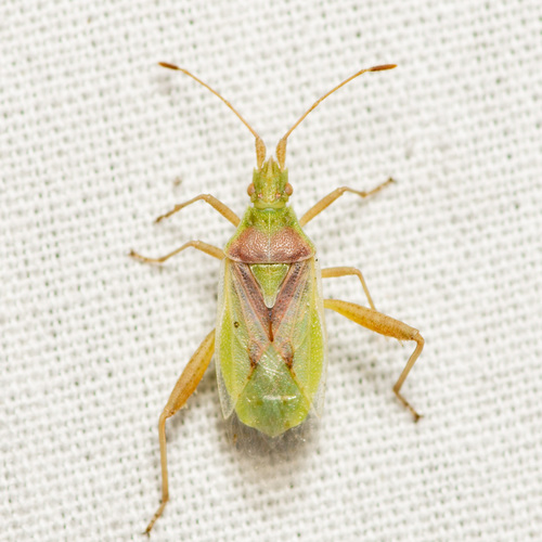 Harmostes reflexulus photo 6