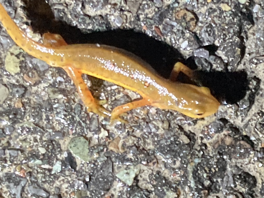 Redspotted Newt from Jarvis Rd N, Ravena, NY, US on March 5, 2024 at