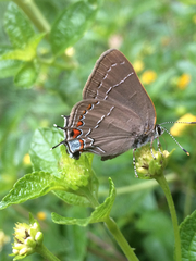 Satyrium favonius