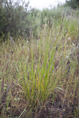 Melica imperfecta