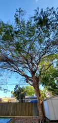 Delonix regia