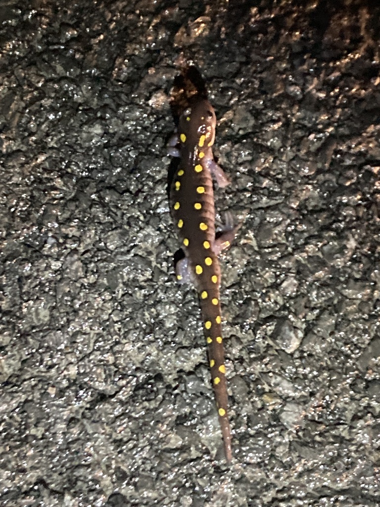 Spotted Salamander from Jarvis Rd N, Ravena, NY, US on March 5, 2024 at