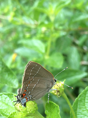 Satyrium favonius