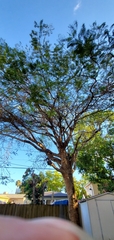Delonix regia