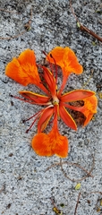 Delonix regia