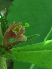 Triosteum perfoliatum