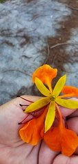 Delonix regia