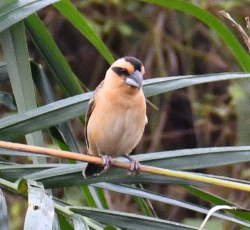 iNaturalist image