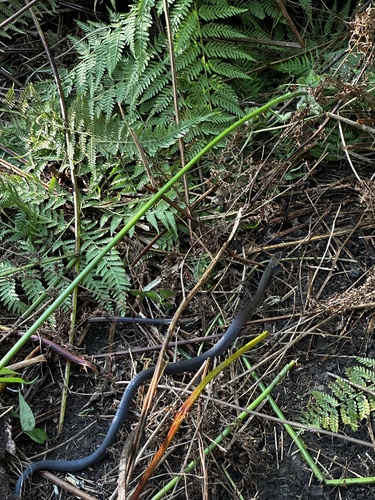 Golden-crowned Snake sighting