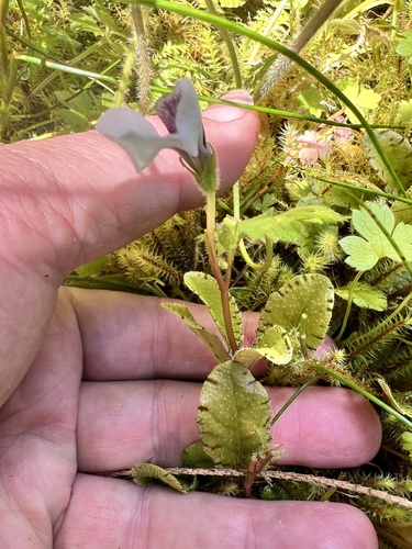 Mazus radicans (Mazus radicans)