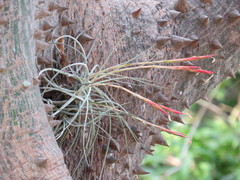 Tillandsia schiedeana