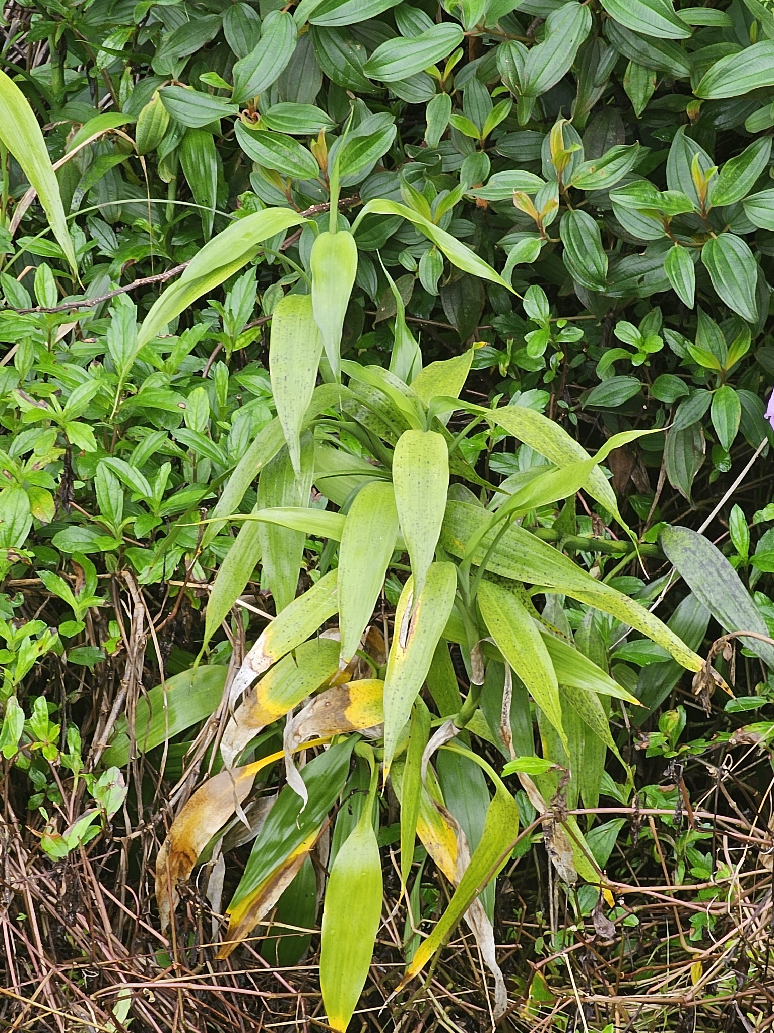 Imagem de Bambu-da-sorte