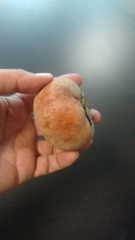 Diospyros blancoi