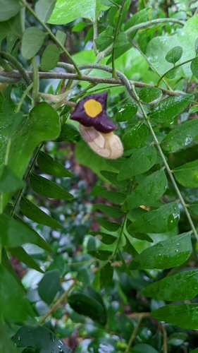 Image of Aristolochia shimadae by (c) 許文俊, some rights reserved (CC BY-SA)