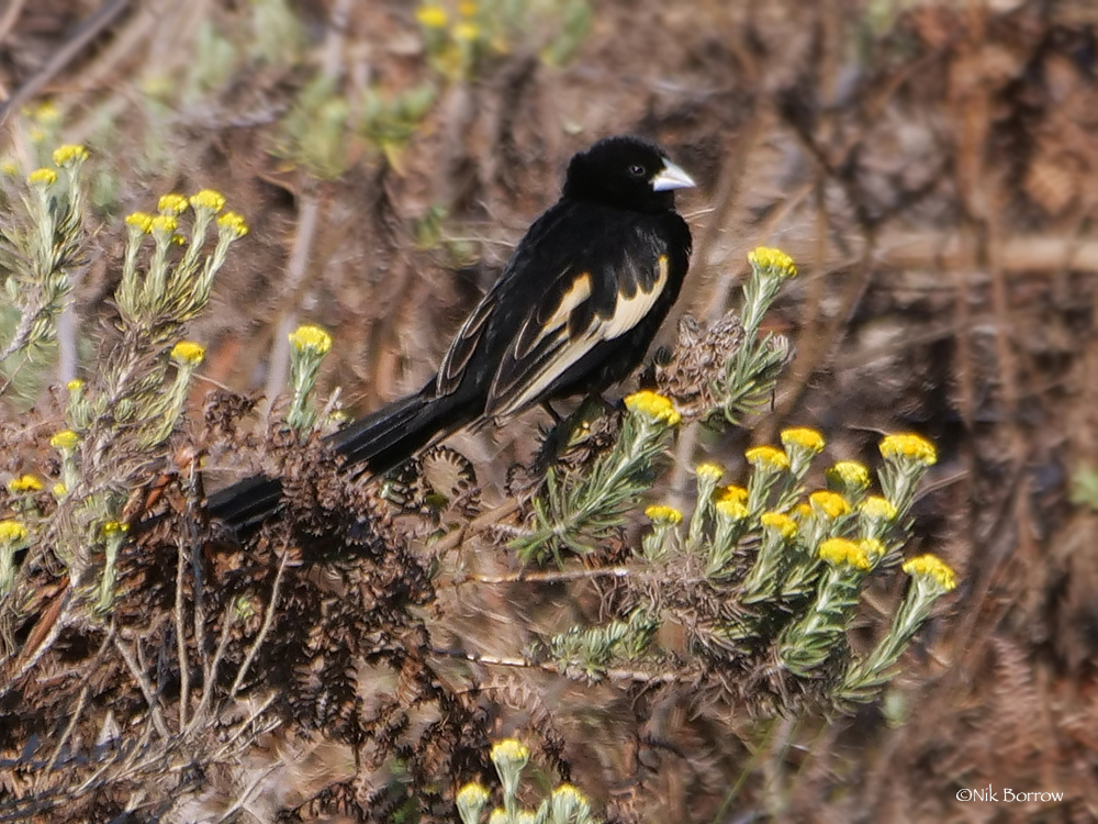 Buff-shouldered Widowbird (Euplectes psammacromius)