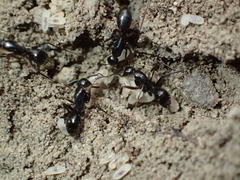Camponotus aethiops
