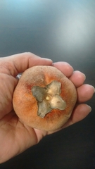 Diospyros blancoi