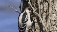 Downy Woodpecker photo 5
