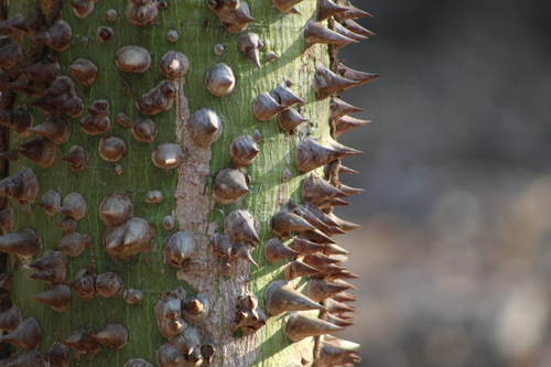 Kapok Tree