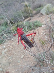 Phymateus morbillosus morbillosus