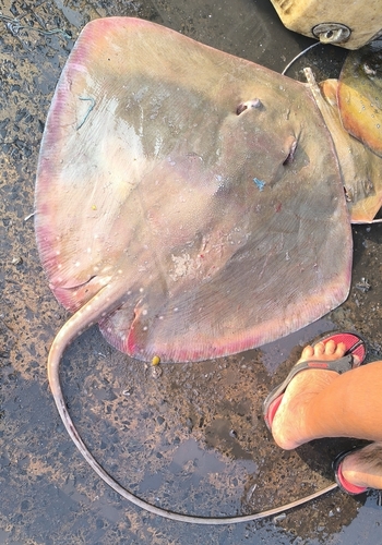 Banded whiptail ray (Maculabatis gerrardi) — Dasyatidae — 5