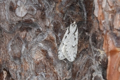 Semioscopis avellanella