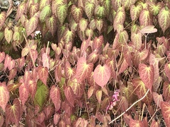 Epimedium