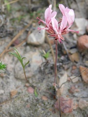 Pelargonium dipetalum