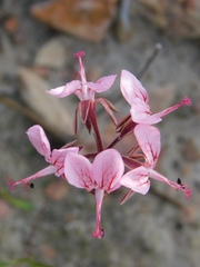 Pelargonium dipetalum