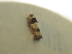 Epinotia thapsiana