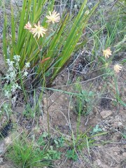 Knowltonia anemonoides