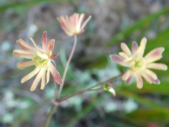 Knowltonia anemonoides