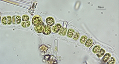 Geminella ellipsoidea