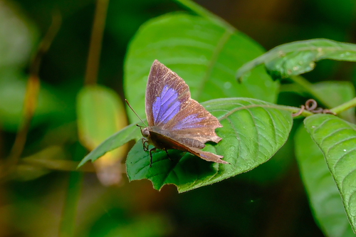 Common Acacia Blue
