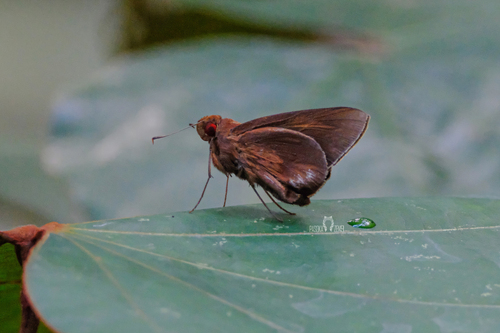 Common Redeye