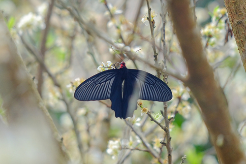 Lesser Batwing