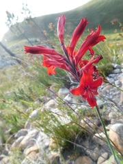 Tritoniopsis pulchra