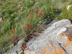 Tritoniopsis pulchra