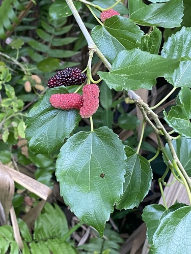 Morus alba observed 2024-03-05