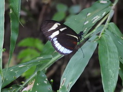 Heliconius cydno cydnides