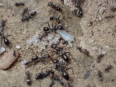 Cataglyphis piliscapa